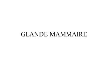 GLANDE MAMMAIRE