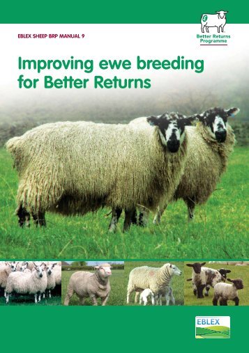 Manual 9 â Improving ewe breeding for better returns - Eblex