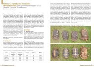 Reptilia, Chelonii, Testudinidae - Association du refuge des tortues