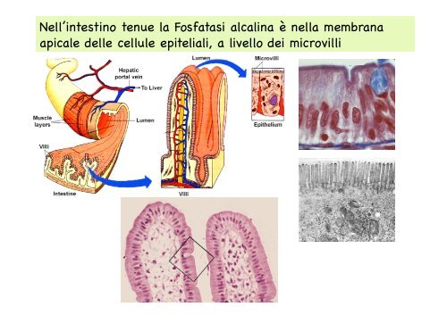 1. CITOCHIMICA ENZIMATICA - CusMiBio