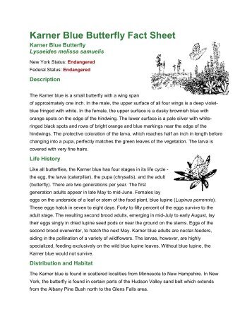 Karner Blue Butterfly Fact Sheet - New York State Envirothon