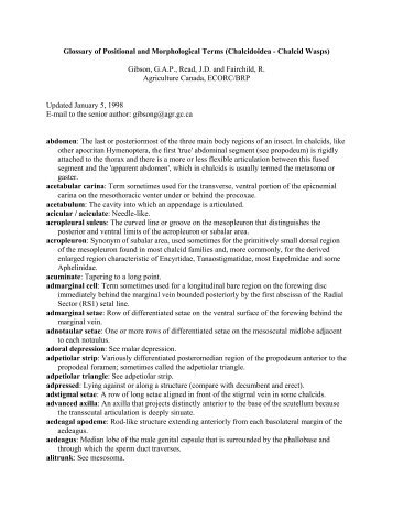 Glossary of Positional and Morphological Terms (Chalcidoidea ...