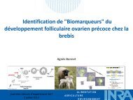 du dÃ©veloppement folliculaire ovarien prÃ©coce chez la brebis - GeT