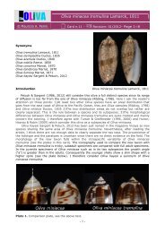 Oliva miniacea tremulina - TheOLIVA