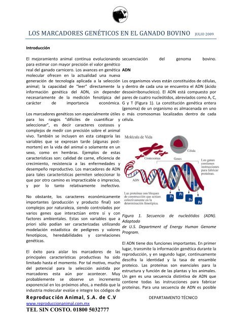 Marcadores genÃ©ticos en el ganado bovino - ReproducciÃ³n Animal