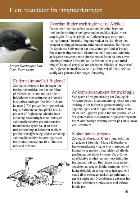 Hvorfor ringmÃ¦rkes fugle? - Zoologisk Museum