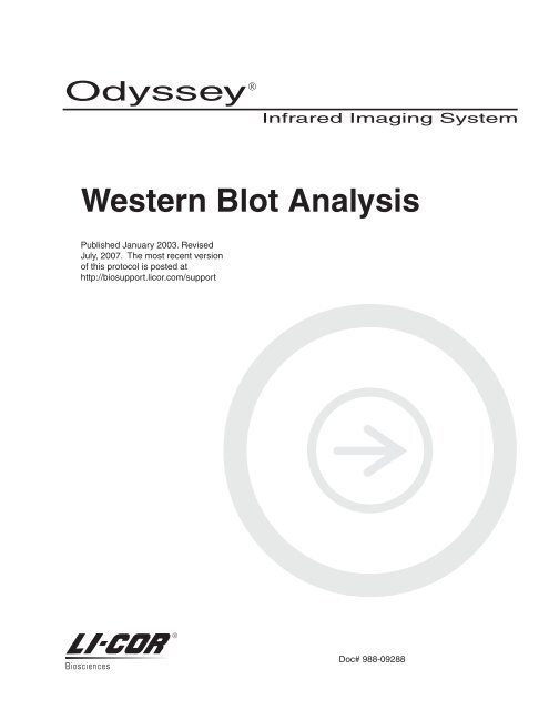 Western Blot Analysis on the Odyssey Infrared Imaging System