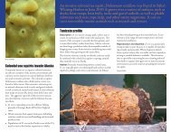 An invasive colonial sea squirt, Didemnum vexillum, was found in ...