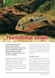 Thorichthys ellioti - A.V. Aponogeton
