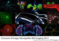 Concours d'images Montpellier RIO Imaging 2012 - MRI, gestion du ...