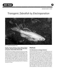 Transgenic Zebrafish by Electroporation - Bio-Rad