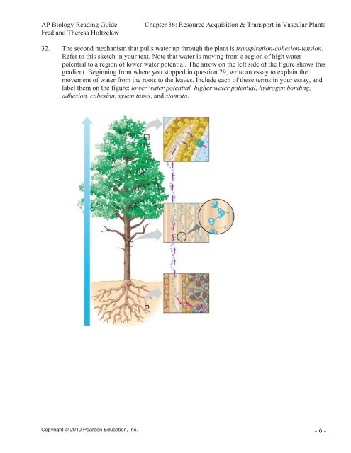 Chapter 36: Resource Acquisition and Transport in Vascular Plants