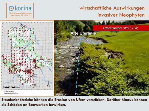 Vom Umgang mit invasiven Neophyten - Korina