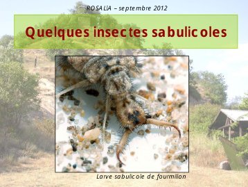 Quelques insectes sabulicoles - Club entomologique ROSALIA