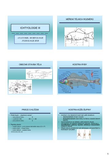 Anatomie, morfologie a fyziologie ryb - KZR