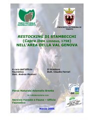 restocking di stambecchi nell'area della val genova - Parco Naturale ...