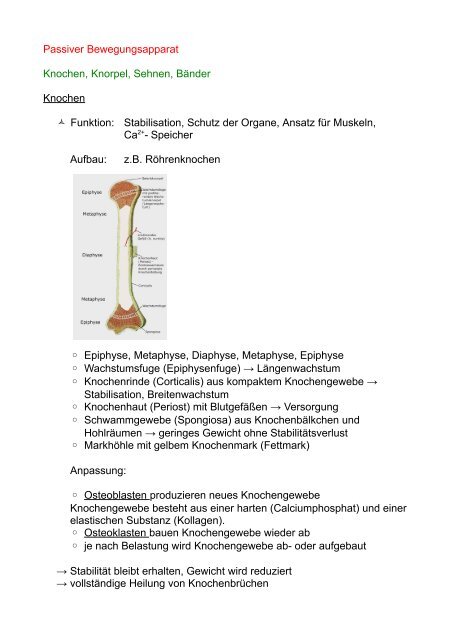 Passiver Bewegungsapparat Knochen, Knorpel, Sehnen ... - herregger