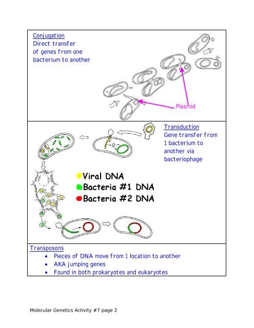 Prokaryotic and Eukaryotic Genome Notes