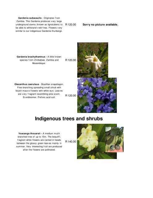 Madagascan plants with photos - Plantae