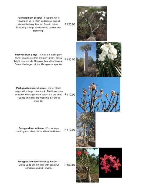 Madagascan plants with photos - Plantae