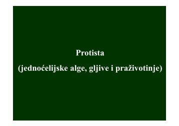 Protista (jednoćelijske alge, gljive i praživotinje) - Raka Web