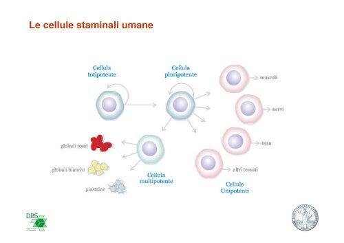 cellule staminalivegetali - CusMiBio