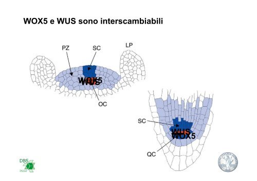 cellule staminalivegetali - CusMiBio