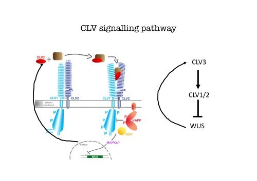 cellule staminalivegetali - CusMiBio