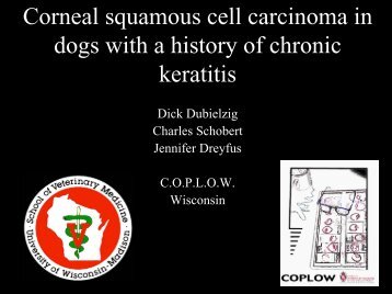 Corneal squamous cell carcinoma in dogs with a history of chronic ...