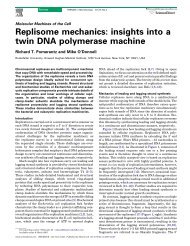 Replisome mechanics: insights into a twin DNA polymerase machine