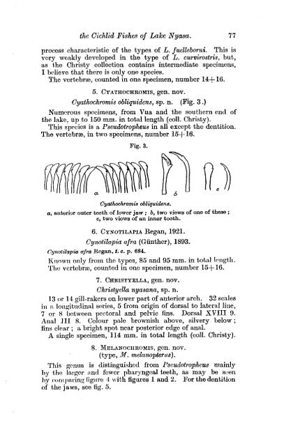 Download Trewavas (1935) - The Cichlid Fishes of Lake Malawi ...