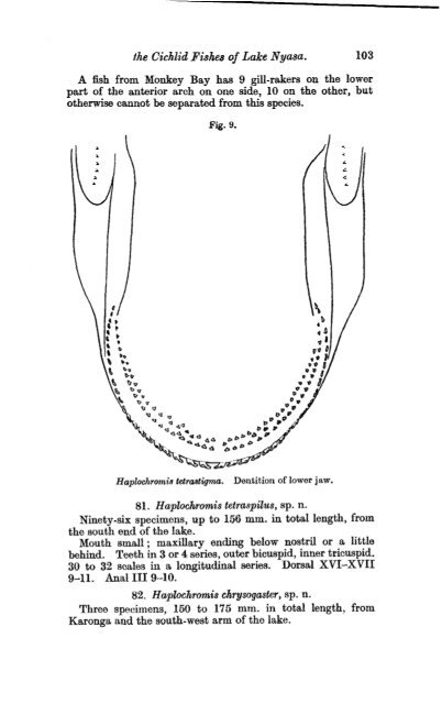 Download Trewavas (1935) - The Cichlid Fishes of Lake Malawi ...