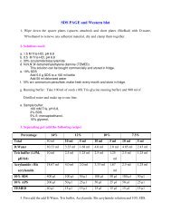 SDS PAGE and Western blot