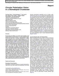 Report Circular Polarization Vision in a Stomatopod Crustacean
