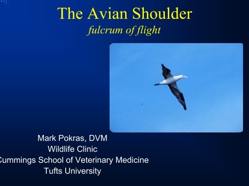 The Avian Shoulder fulcrum of flight