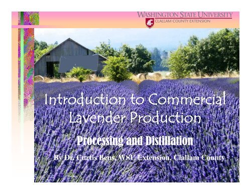 Introduction to Commercial Lavender Production