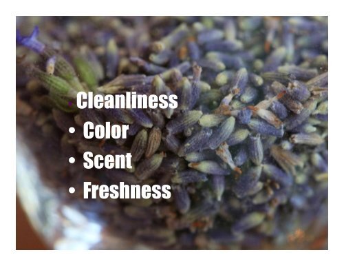 Introduction to Commercial Lavender Production
