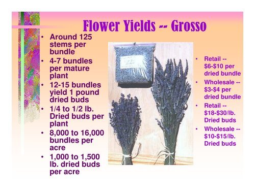 Introduction to Commercial Lavender Production