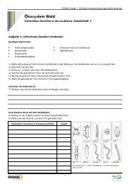 Lichtscheue Gesellen in der Laubstreu - GLOKAL Change