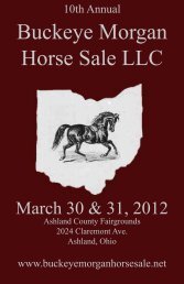 Buckeye Morgan Horse Sale LLC - Buckeyemorganhorsesale.net