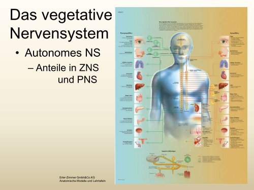 (vegetative) Nervensystem