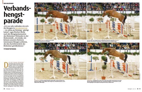 Verbands- hengst- parade - Pferd Sport