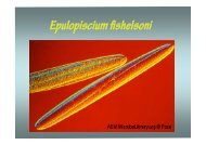 Epulopiscium fishelsoni.pdf - Academic lab pages - School of ...