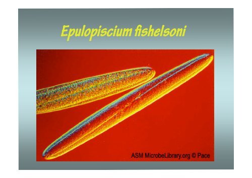 Epulopiscium fishelsoni.pdf - Academic lab pages - School of ...