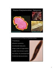 Phylum Platyhelminthes: flatworms