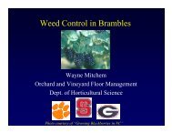 Weed Control in Brambles