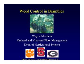 Weed Control in Brambles