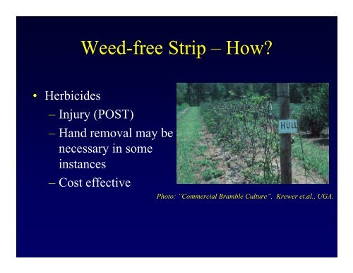 Weed Control in Brambles