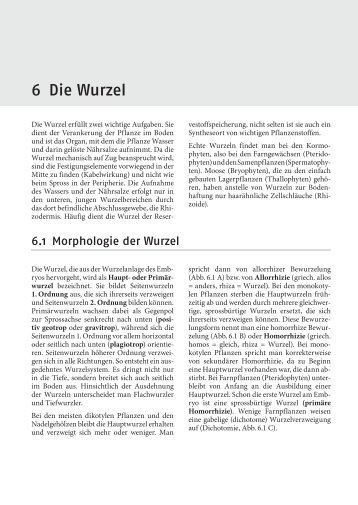 6 Die Wurzel