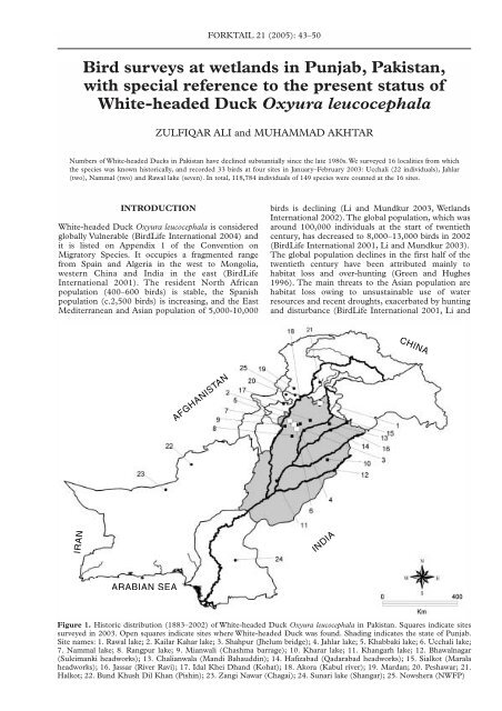 Bird surveys at wetlands in Punjab, Pakistan ... - Oriental Bird Club